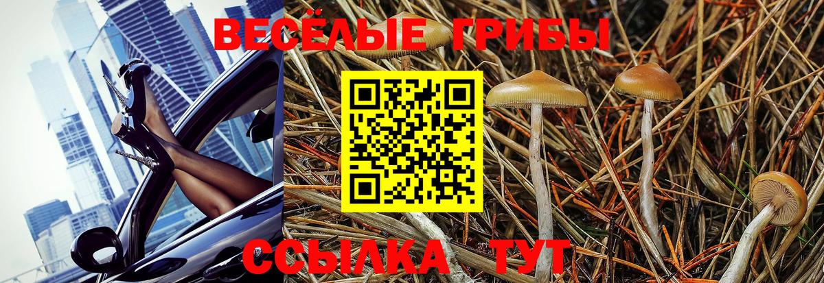 Псилоцибиновые грибы Cubensis Геленджик